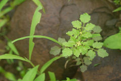 Cardamine trichocarpa